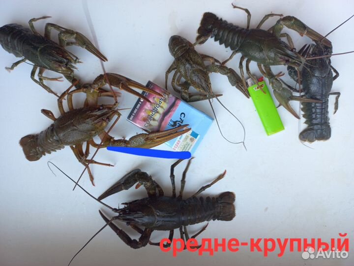 Волжские живые раки