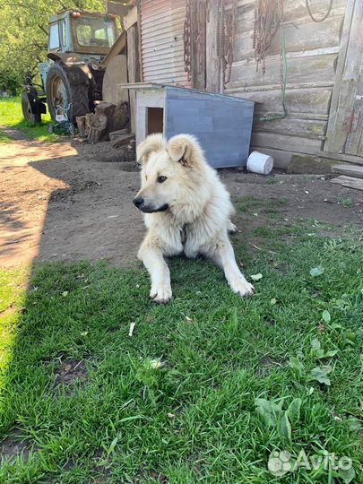 Собака в добрые руки щенок подросток 8 месяцев