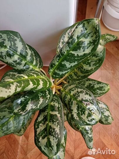 Аглаонемa Dawn's Delight