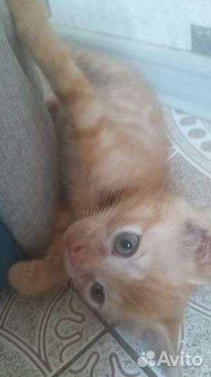 Рыжий котенок девочка