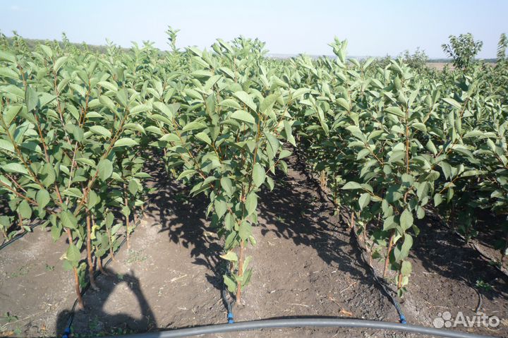 Саженцы плодовых деревьев