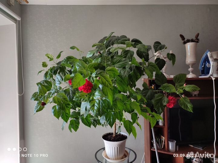 Гибискус китайская роза