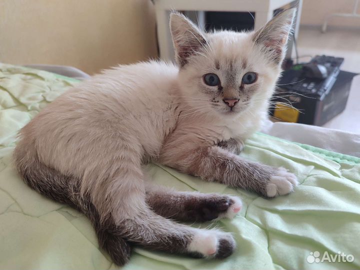 Котëнок
