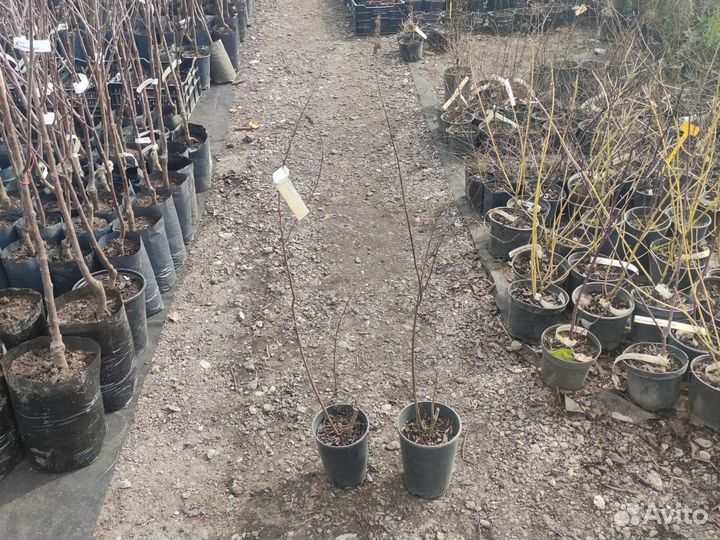 Спирея билларда