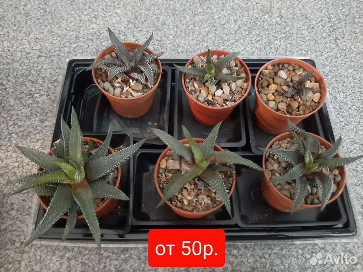 Кактусы,сансевиерия,хавротия,рэо,рипсалис