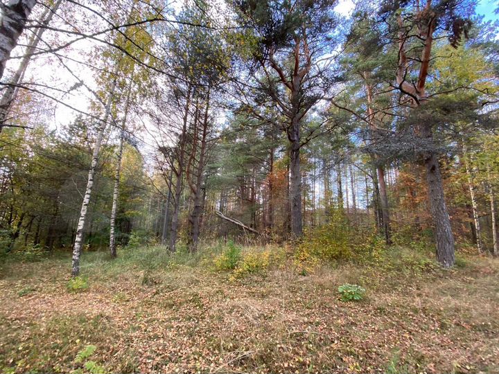 Лагер стрелцова. Стрельцово (ленинградская область). Поселок стрельцово. Поселок стрельцово. Поселок стрельцово.