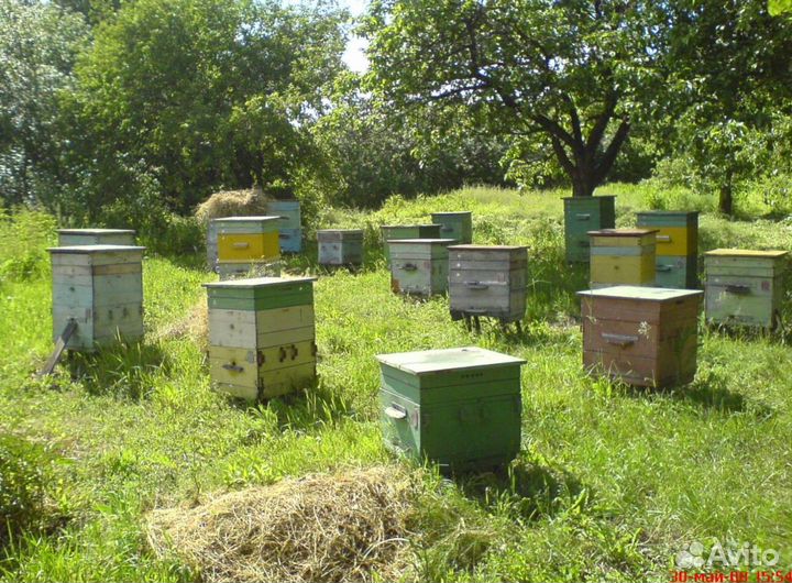 Мед 2023 натуральный алтайский опт