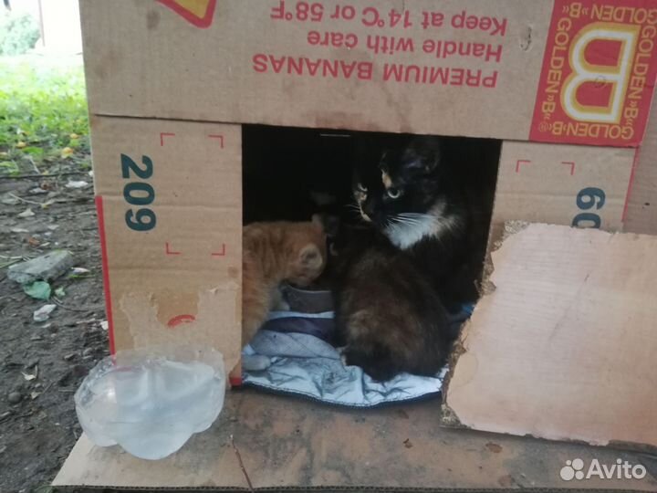 Котята в беде