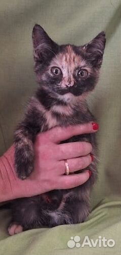 Мася в добрые руки