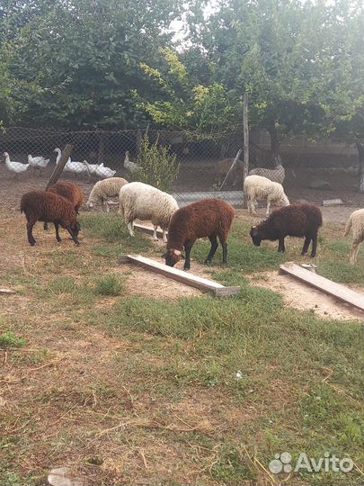 Овцы бараны