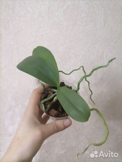 Орхидея фаленопсис