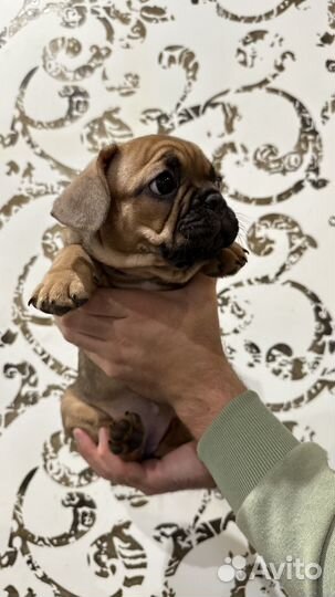 Французский бульдог