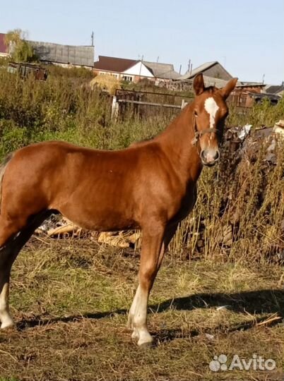 Лошадь жеребец