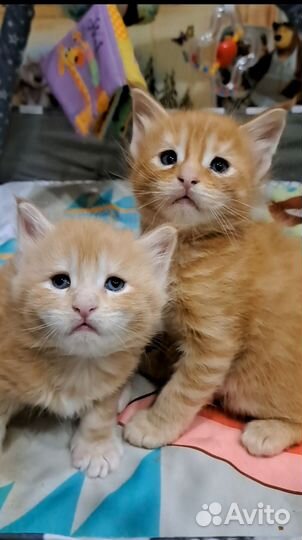 Котята мейн-кун