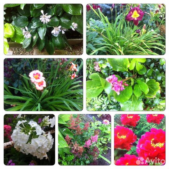 Многолетники