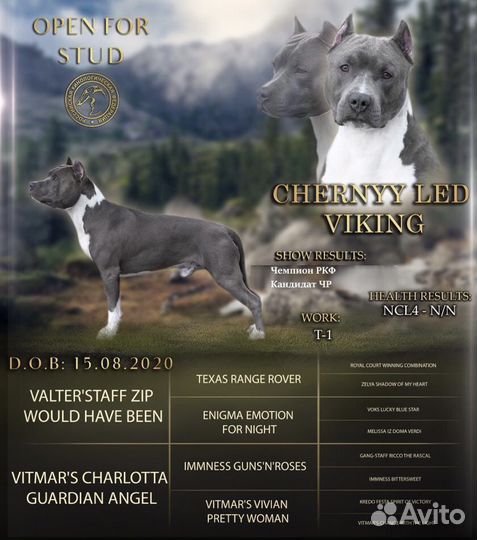 Вязка Американский стаффордширский терьер