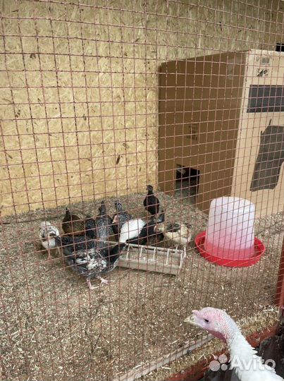 Цыплята Доминанты