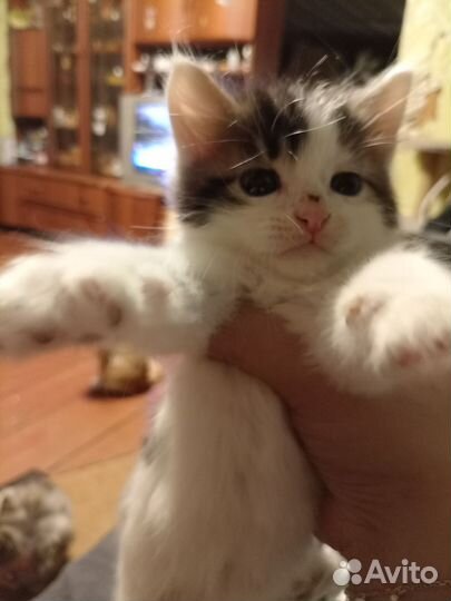 Кошка