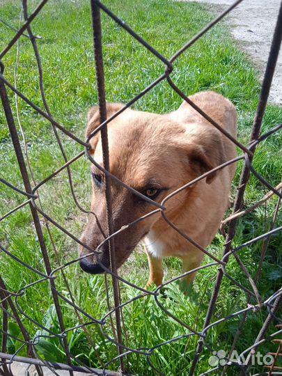 Найдена Собака