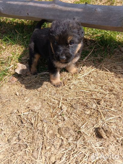 Щенки немецкой овчарки