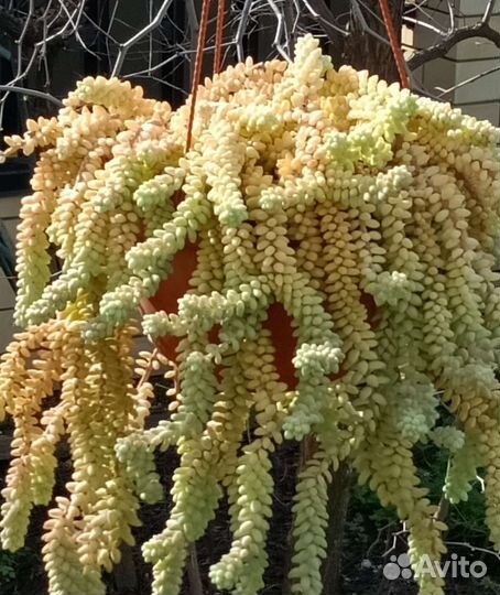 Суккуленты ампельные