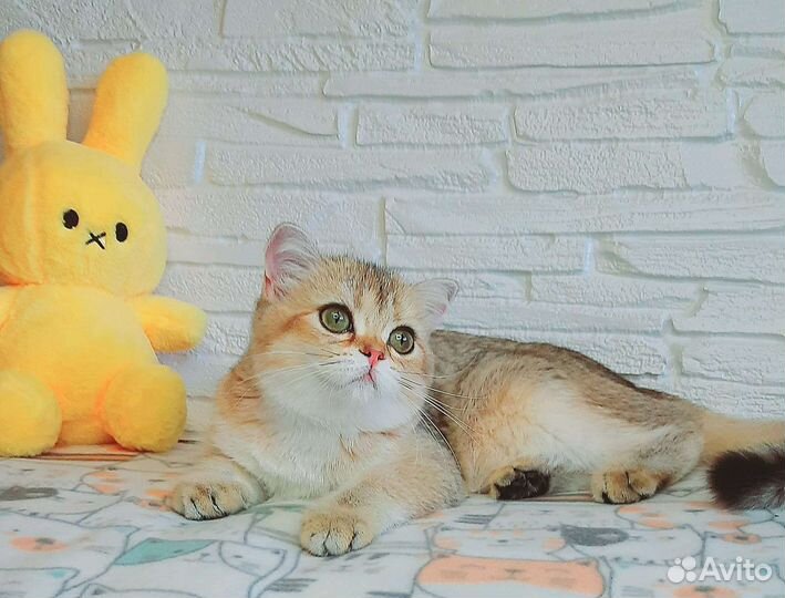 Шотландские котята