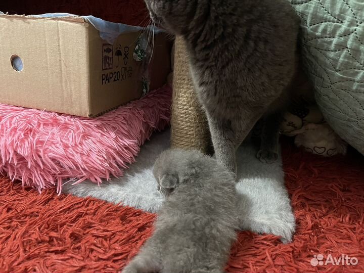 Шотландские котята