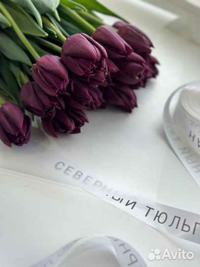 Северный тюльпан