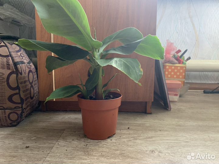 Карликовый банан