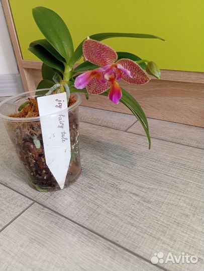 Орхидея фаленопсис