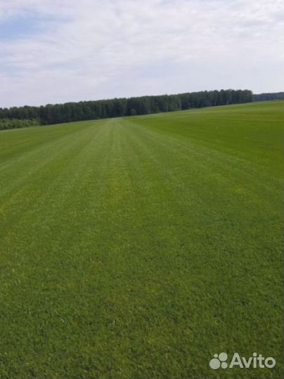 Рулонный газон 