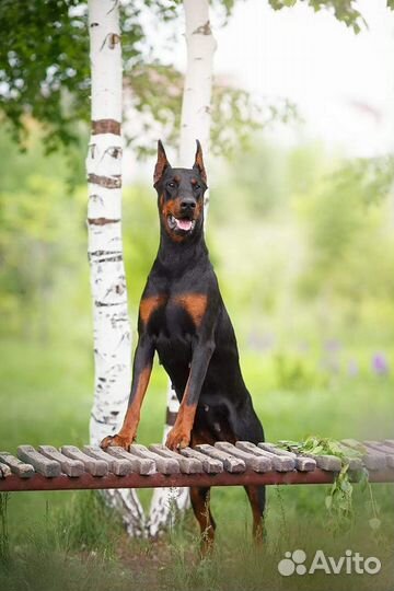 Купирование ушей добермана