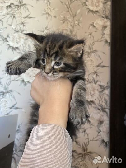 Котята мейн-кун