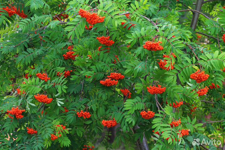 Рябина красная саженцы