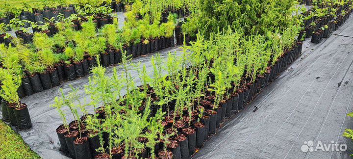 Саженцы липы каштана лиственницы пихты