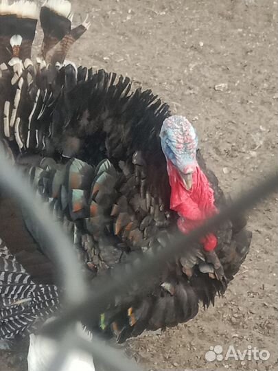 Индюк обмен