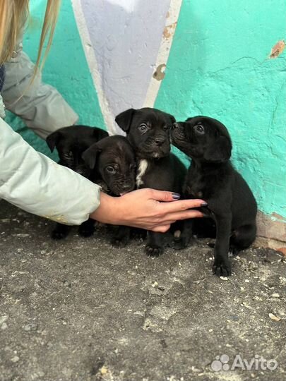 Щенки в добрые руки