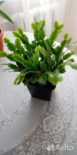 Декабристы сортовые