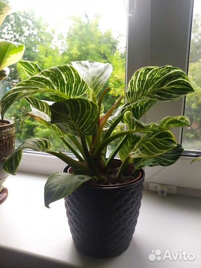 Филодендрон биркин