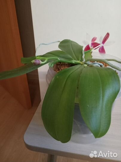Фаленопсис ароматный Phal.speciosa 