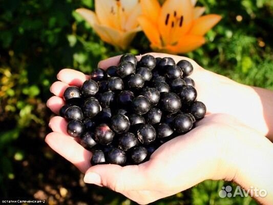 Клубничное,Малиновое варенье