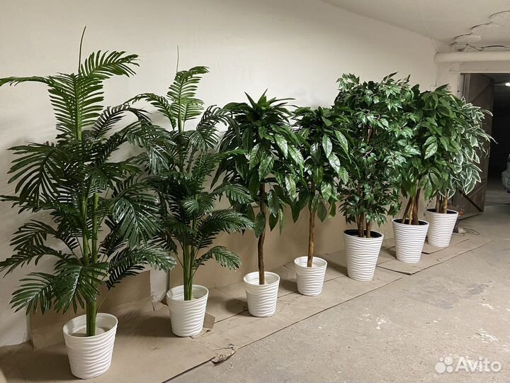 Озеленение помещений от 50 м2 / офисы / деревья