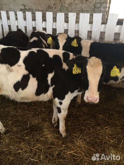 Бычки телята