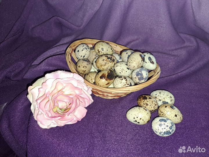 Яйца перепелиные инкубационное в Лобне