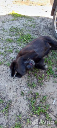 Щенок мальчик в добрые руки бесплатно