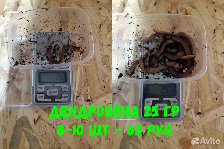 Черви для рыбалки 