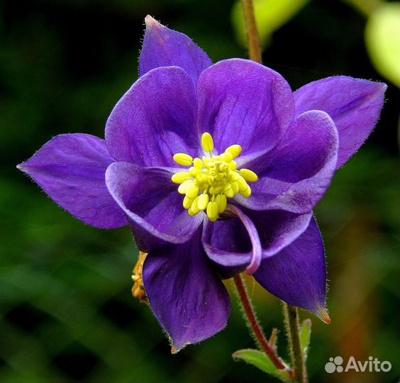 Актинид Аквил Астильба Бадан Бруннера Бузульники