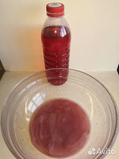 Чайный гриб комбуча