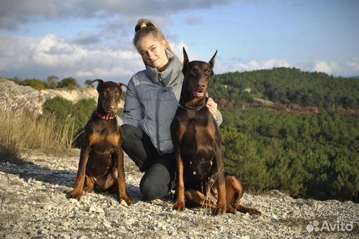 Кинолог, дрессировка собак. Хендлер