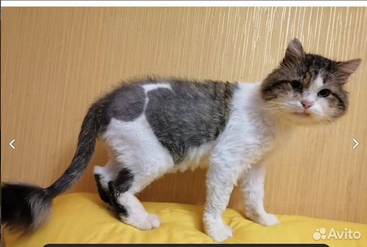 Спасенный кот в добрые руки